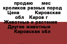 продаю 3-4 мес кроликов разных пород › Цена ­ 700 - Кировская обл., Киров г. Животные и растения » Другие животные   . Кировская обл.